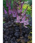 Астильба китайська Дарк Сайд оф зе Мун|Astilbe chinensis Dark Side of the Moon|Астильба китайская Дарк Сайд оф зе Мун